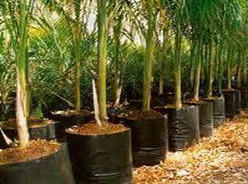 Manufacturers Exporters and Wholesale Suppliers of Nursery Bag Hubli Nursery Bag